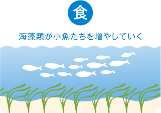 効果 食 海藻類が小魚たちを増やしていく