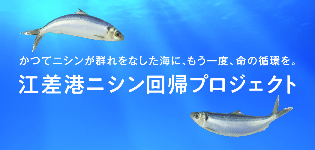 江差港ニシン回帰プロジェクト