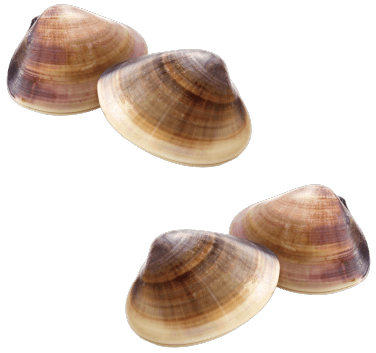 貝